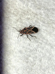 Graptostethus servus