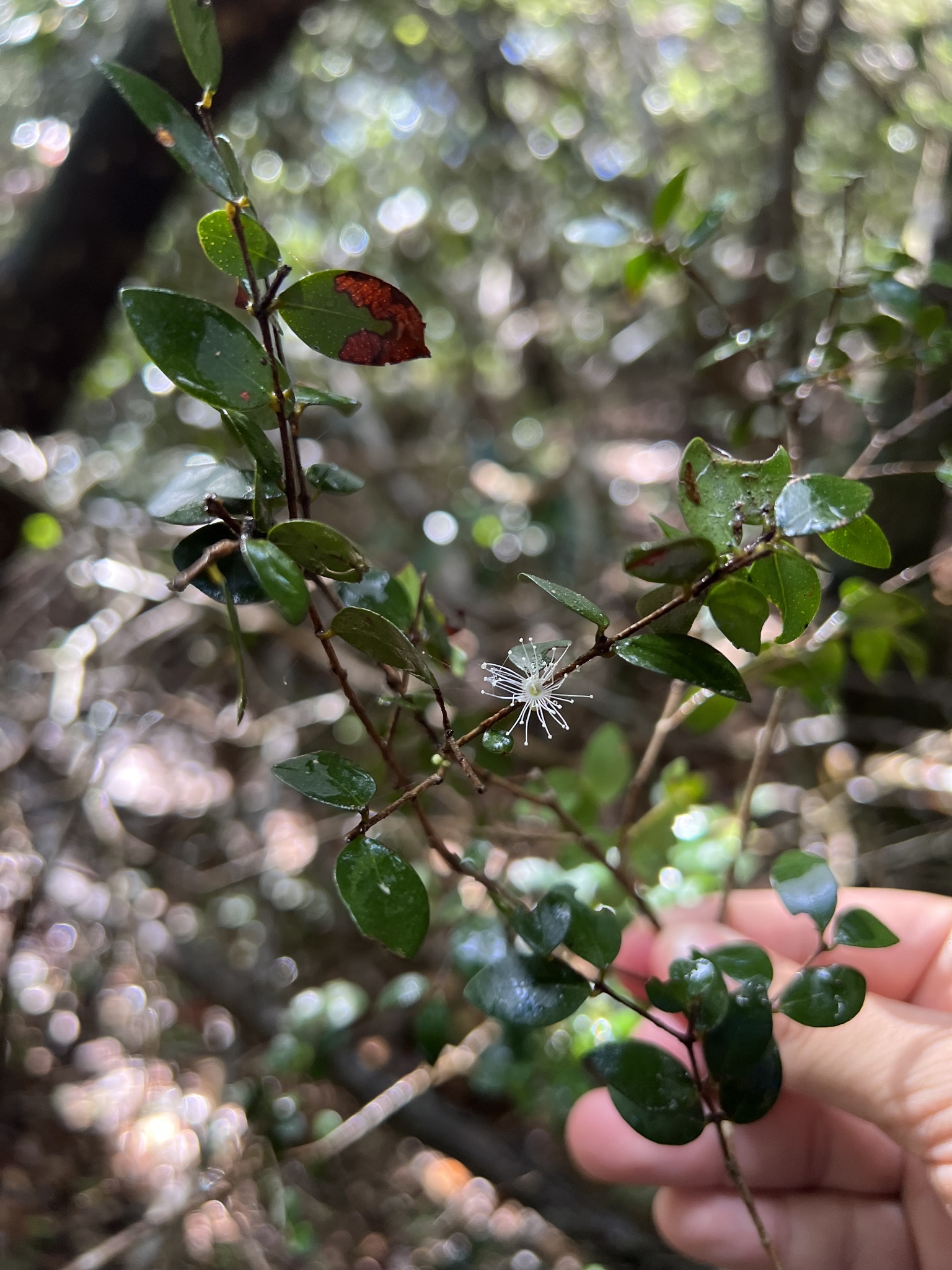 Imagem de Jabuticaba-de-cipó