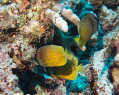 Chaetodon kleinii