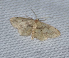 Idaea pervertipennis