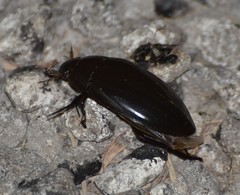 Hydrophilus insularis