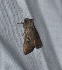 Condicini