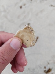 Eucidaris galapagensis