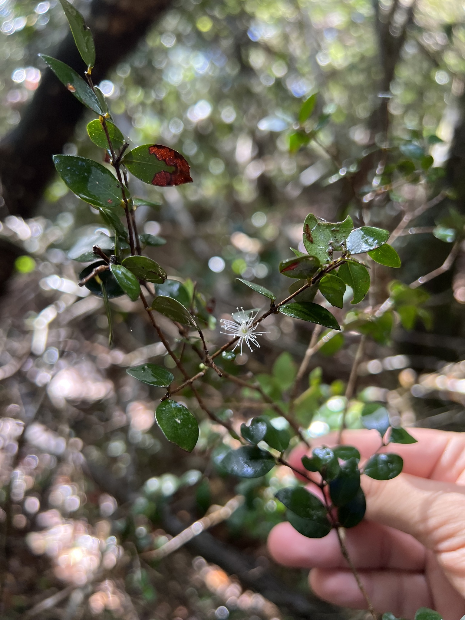 Imagem de Jabuticaba-de-cipó