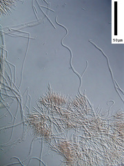 Sarcopodium tortuosum