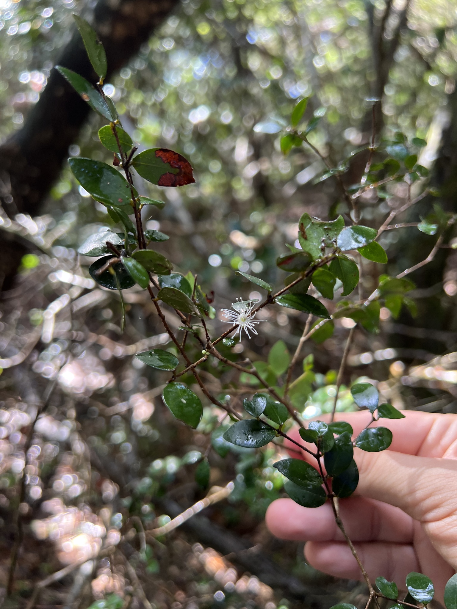 Imagem de Jabuticaba-de-cipó