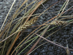 Carex comans