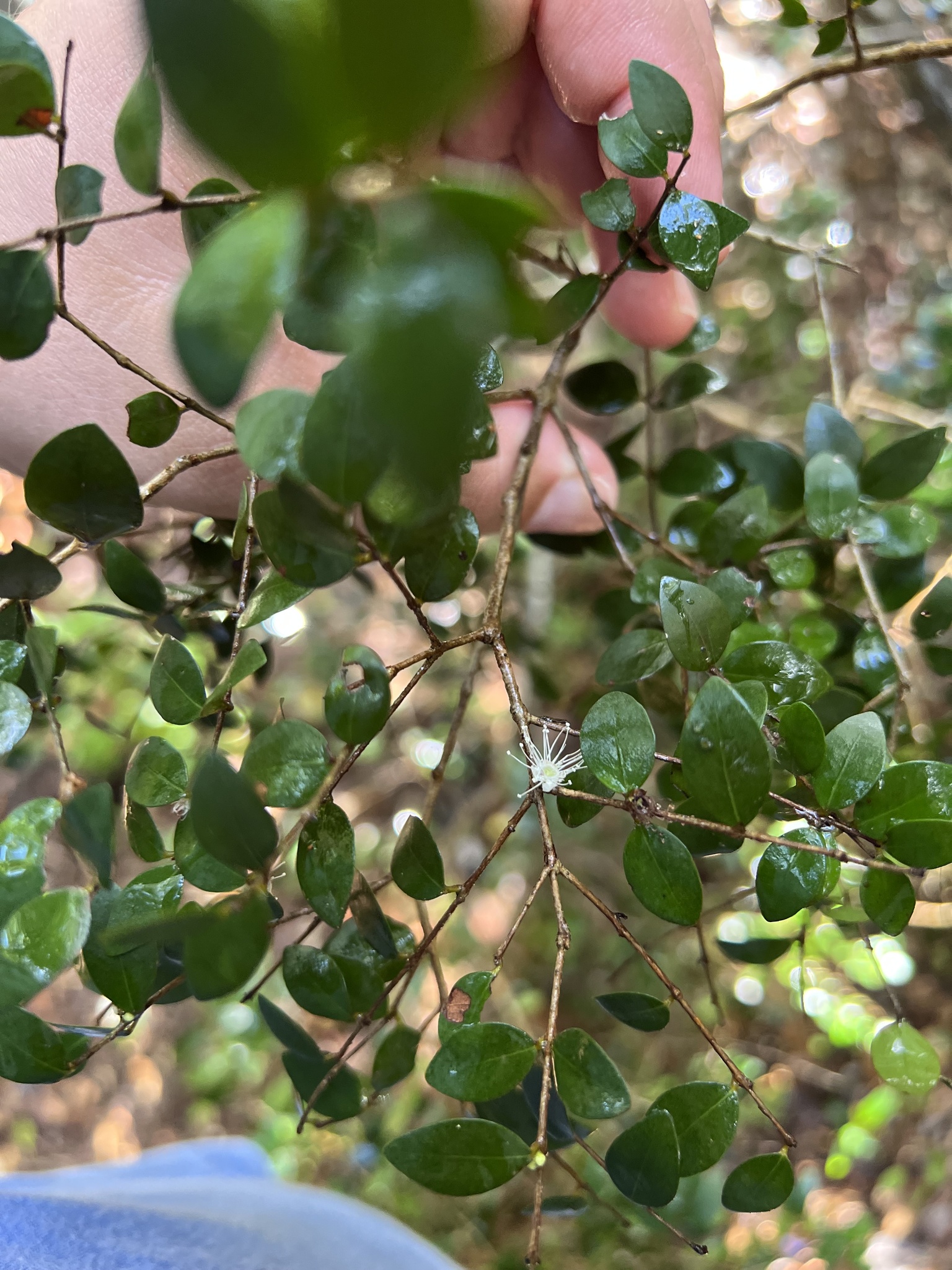 Imagem de Jabuticaba-de-cipó