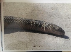 Hydrophis elegans