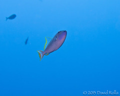 Xanthichthys auromarginatus