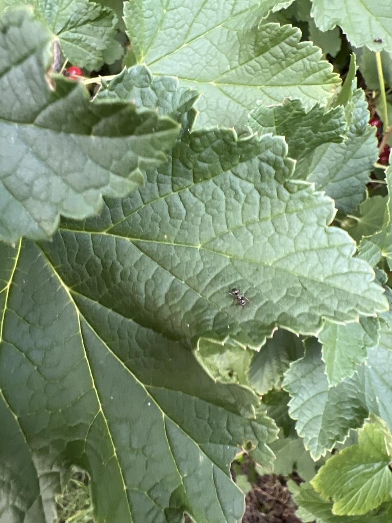 Formica fusca from Weidenweg, Gilching, Bayern, DE on June 24, 2023 at