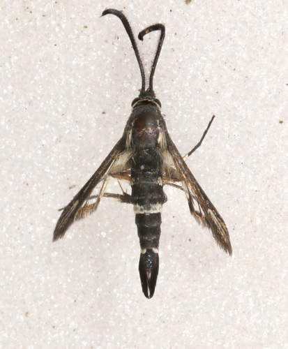 Penstemonia hennei
