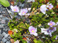 Veronica hookeriana