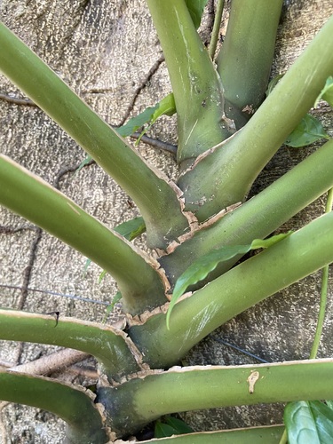Epipremnum giganteum