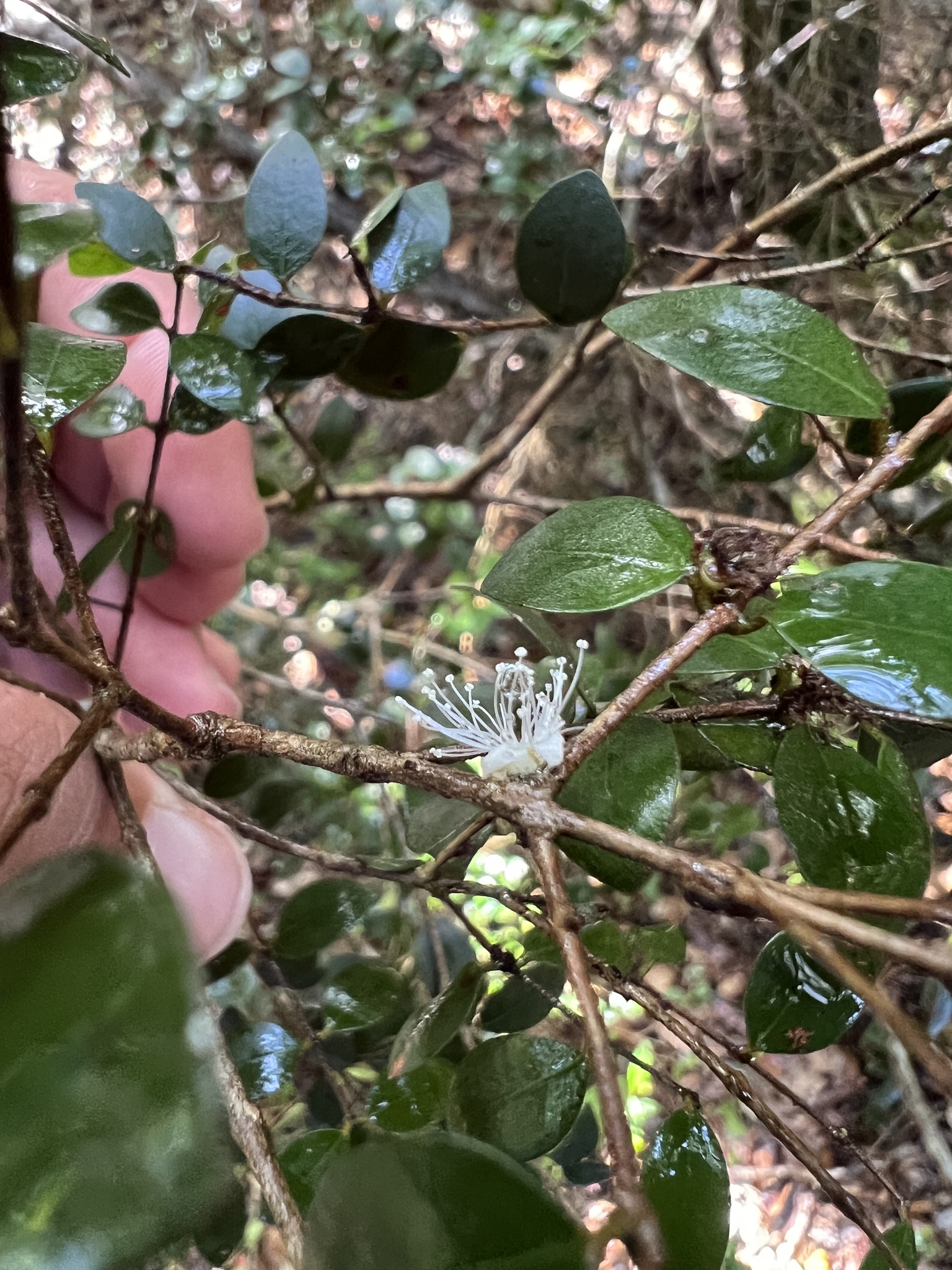 Imagem de Jabuticaba-de-cipó