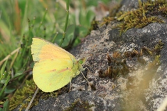Colias dimera