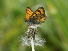 Lycaena edna