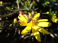 Apis mellifera