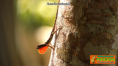 Anolis ortonii