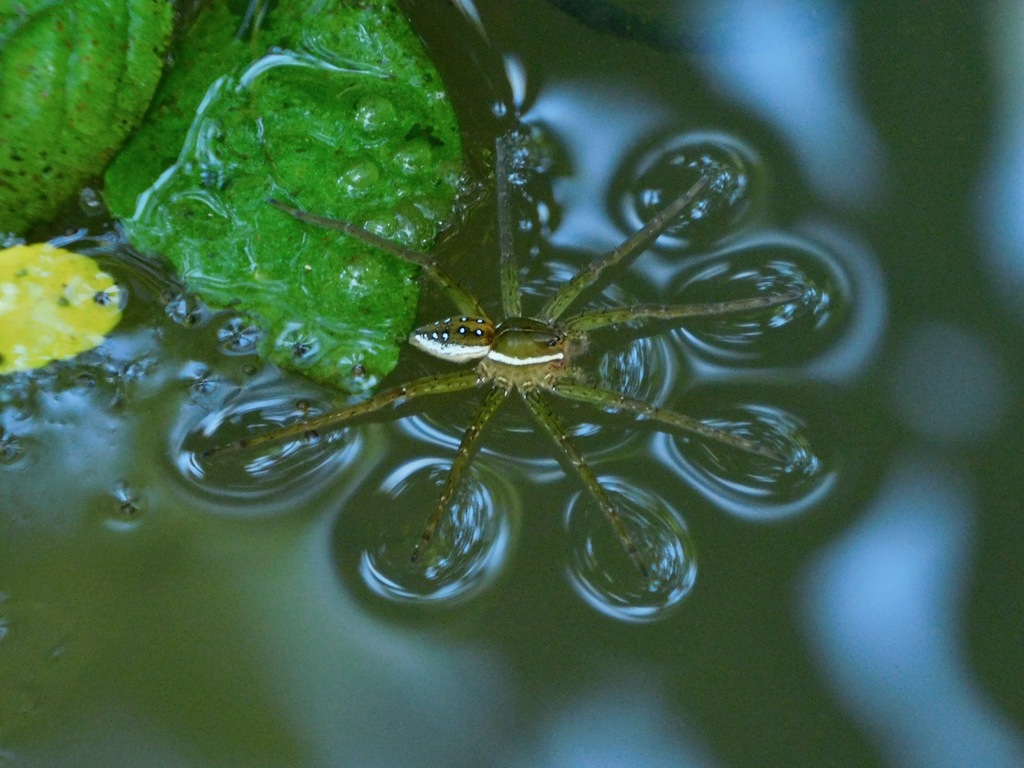 Six-spotted fishing spider (Dolomedes triton)