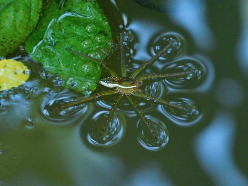 Six-spotted Fishing Spider photo 6