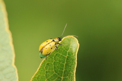 Diabrotica decempunctata