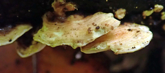 Austeria citrea image