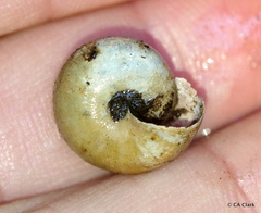 Helminthoglypta exarata