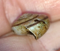 Helminthoglypta exarata