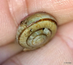 Helminthoglypta exarata