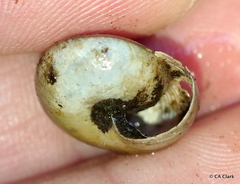 Helminthoglypta exarata