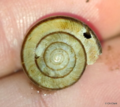 Helminthoglypta exarata