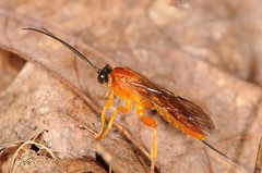 Theronia hilaris