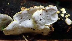 Austeria citrea image