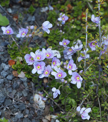 Veronica hookeriana