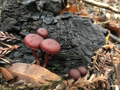 Tubaria punicea