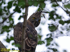 Nisaetus cirrhatus ceylanensis