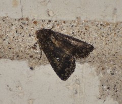 Condica albigera