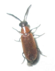 Physciolagria singularicornis