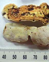 Austeria citrea image