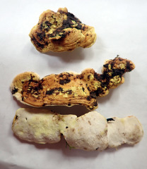 Austeria citrea image