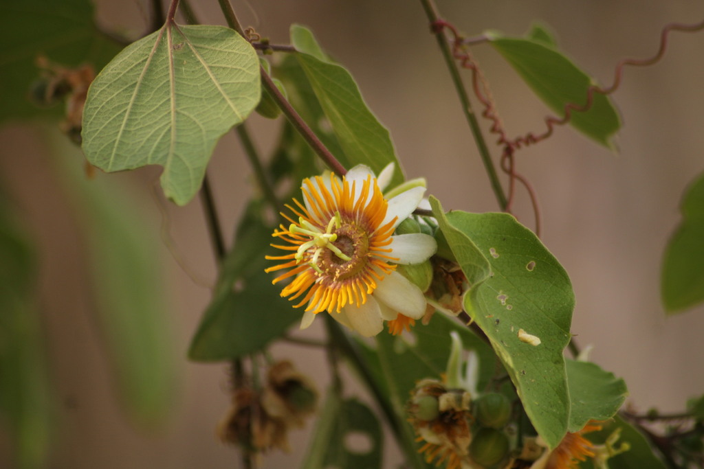 Passiflora holosericea; photograph (c) Ricardo Betancourt Sánchez, some rights reserved (CC BY)
