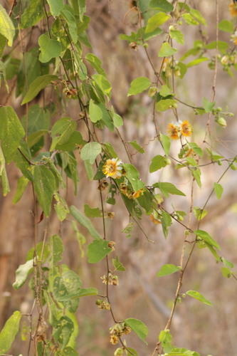 Image of Passiflora holosericea by (c) Ricardo Betancourt Sánchez, some rights reserved (CC BY)