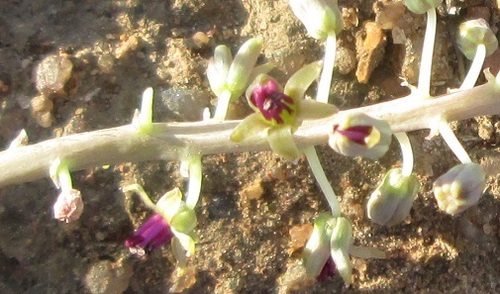 Ledebouria apertiflora image