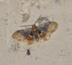 Idaea scintillularia