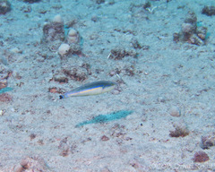 Pseudojuloides cerasinus