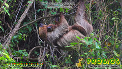 Choloepus didactylus