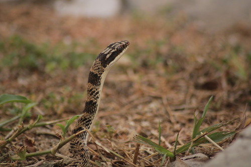 Mexican Patchnose Snake, Salvadora mexicana