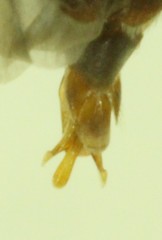 Dalopius asellus