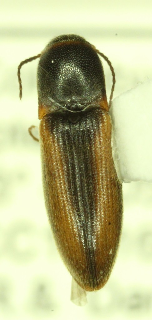 Donkey Click Beetle